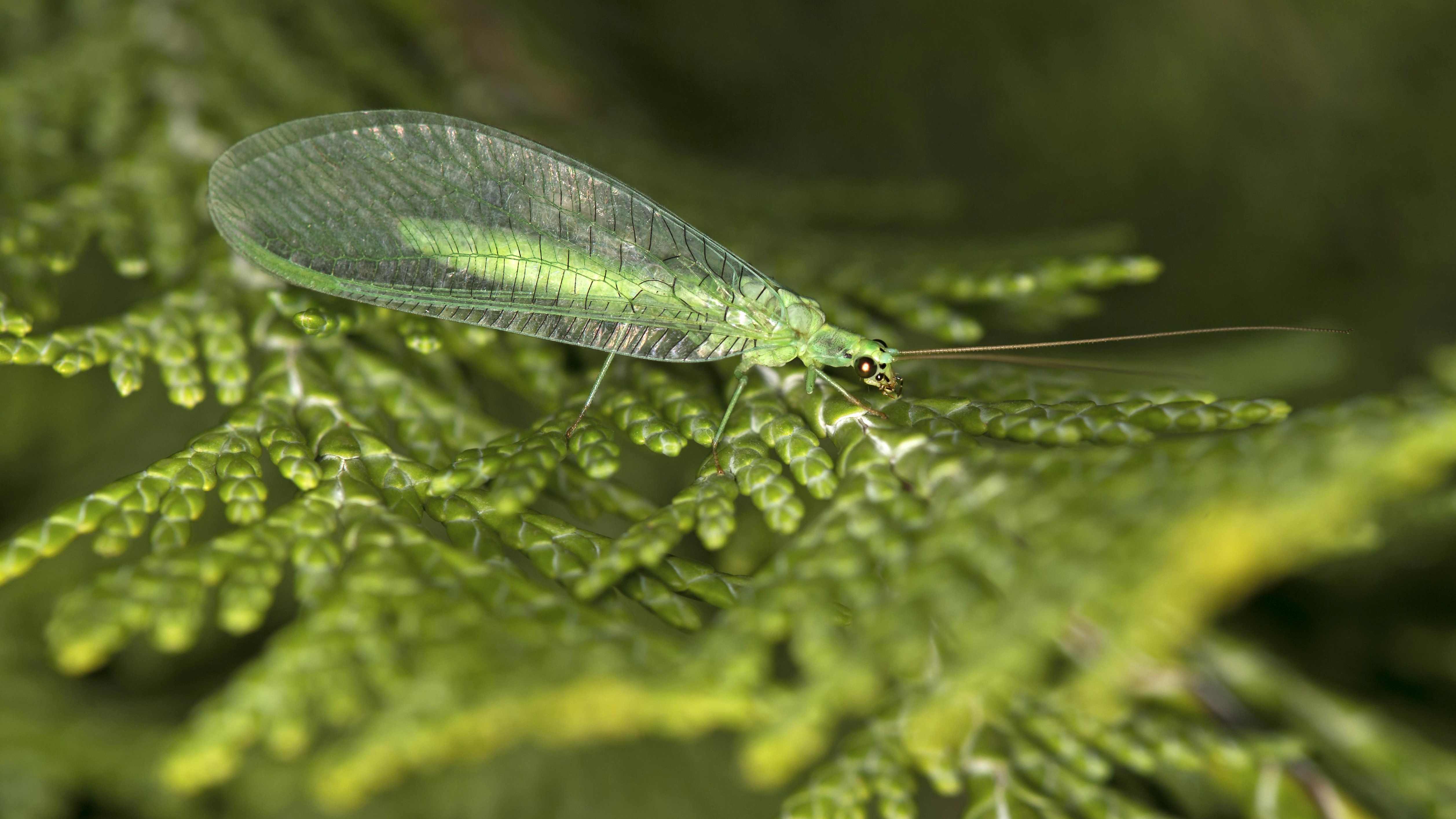 Lacewing on leaf