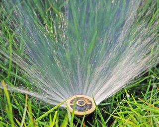 sprinkler valve in a lawn