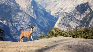 Deer standing on the edge of a cliff at Yosemite National Park