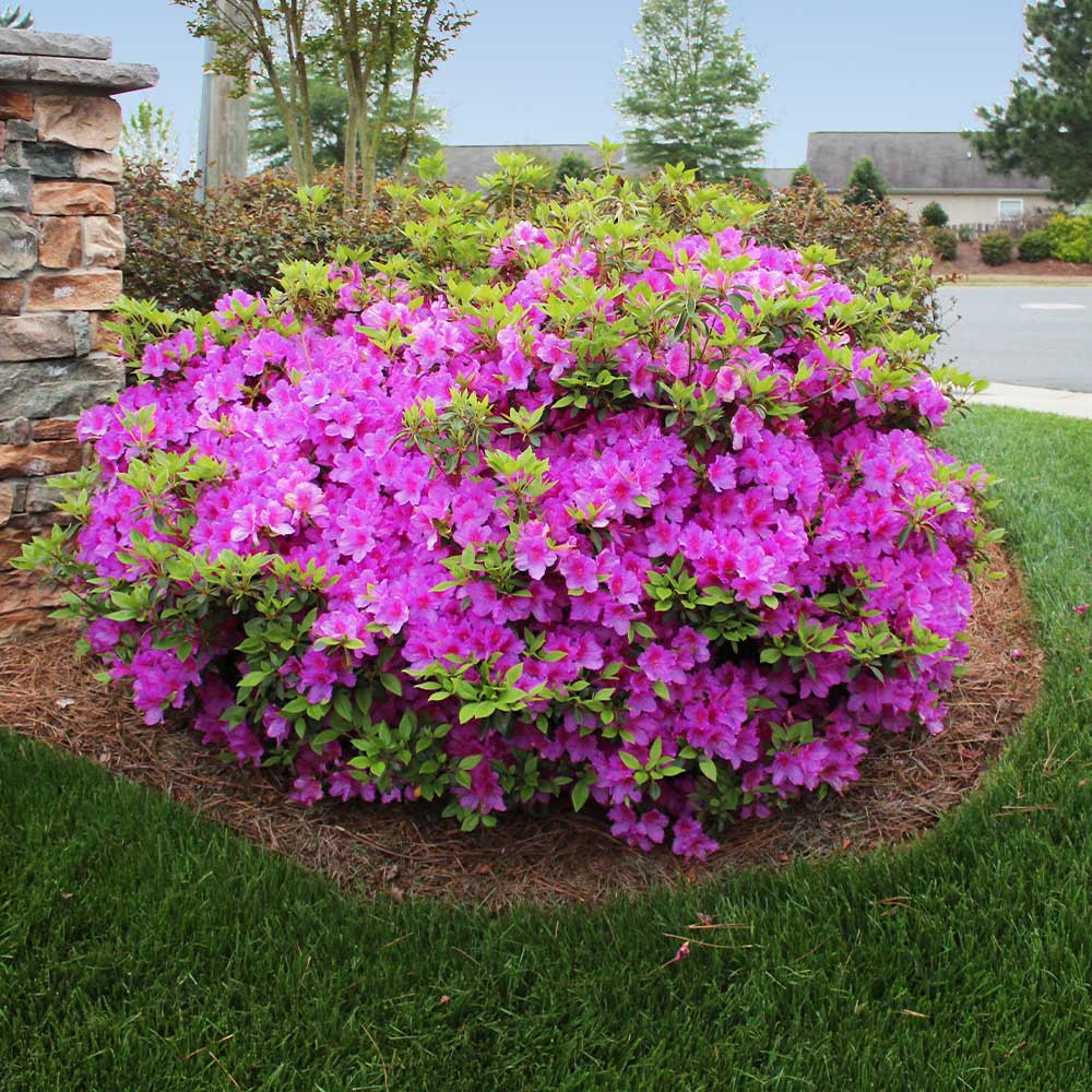 Autumn Royalty&amp;reg; Encore&amp;reg; Azalea