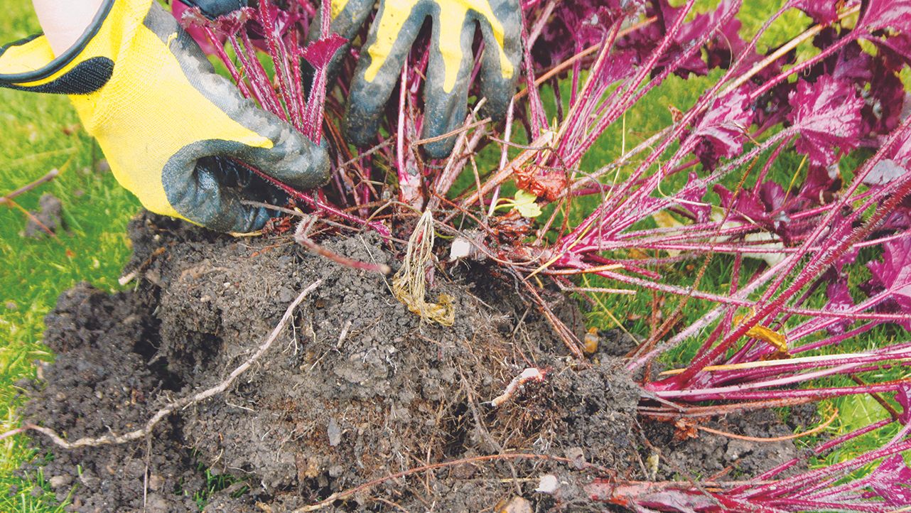 Expert tips on when and how to cut back perennials Gardeningetc