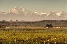Bodega Argento