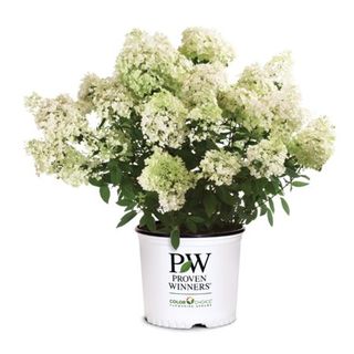 Proven Winners® Color Choice® Bobo® Hydrangea - 3 Gallon Pot