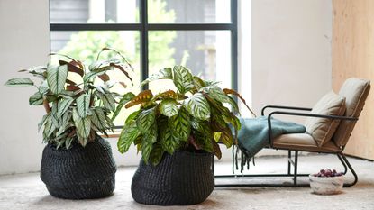 White and green houseplants