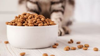 Dry pet food in a white porcelain bowl and scattered across the floor with a cat sitting in the background