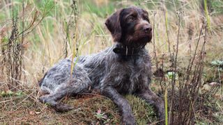 German Wirehaired Pointer