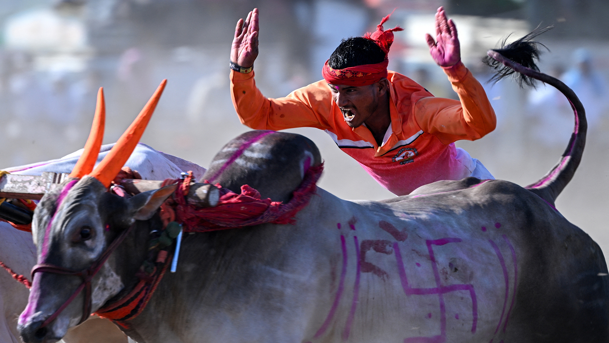 A man competes in the Bailgada Sharyat, an annual bullock-cart racing event in Pedgaon, western India