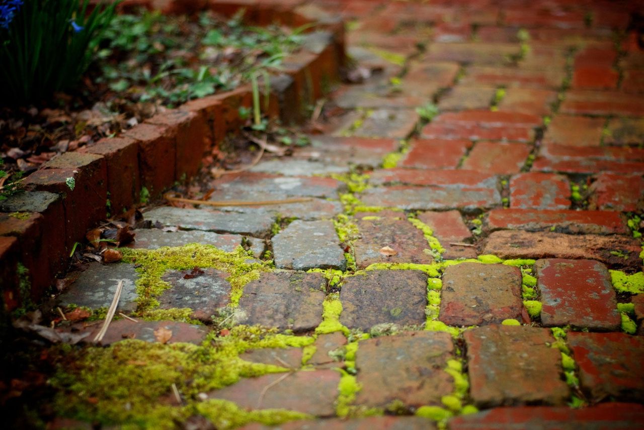 Brick Edging Frost On Garden Path