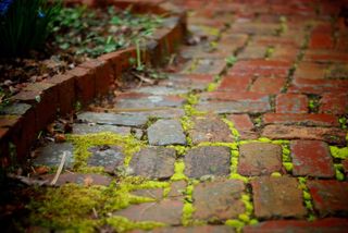 Brick Edging Frost On Garden Path