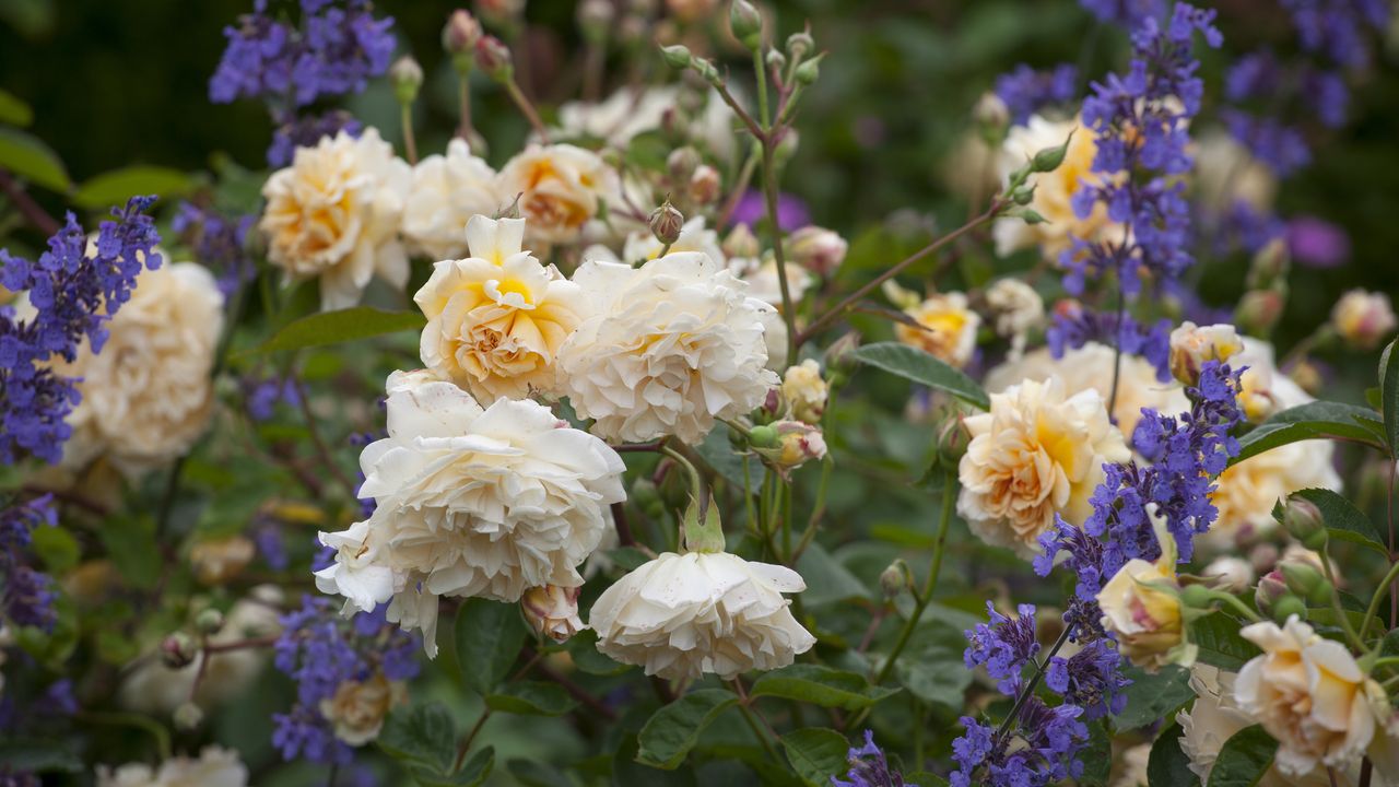 Rose and catmint at The Old Garden at Hidcote, Gloucestershire