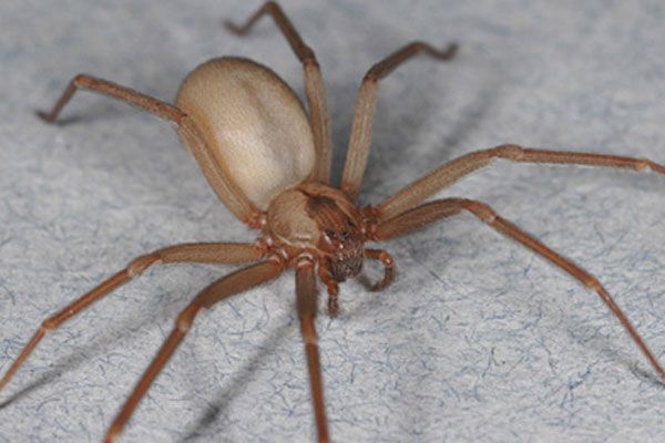 Spiders Facts & Information