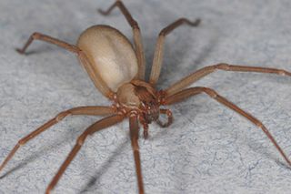Brown Recluse Spiders Facts Bites Symptoms Live Science