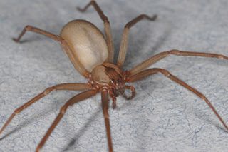 Brown Recluse Spider