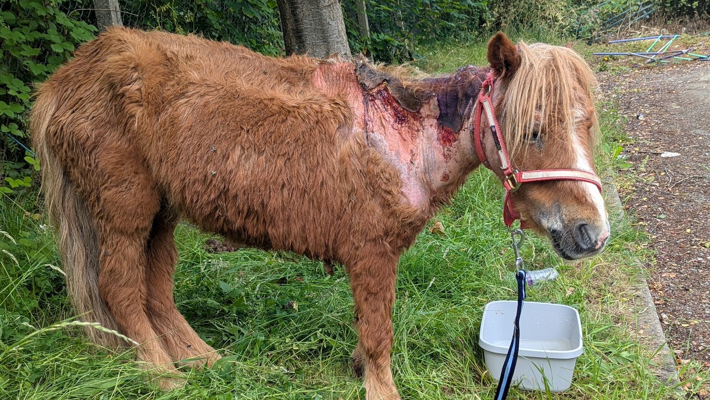 pony2
