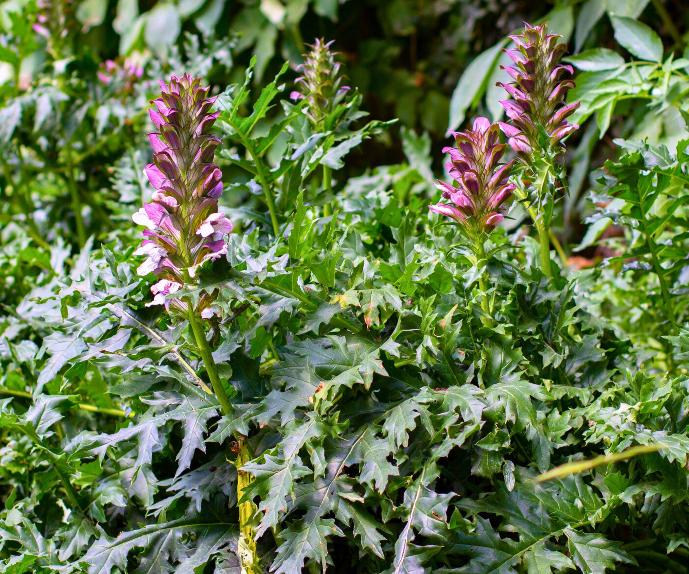 Acanthus mollis (Bear's Breeches)