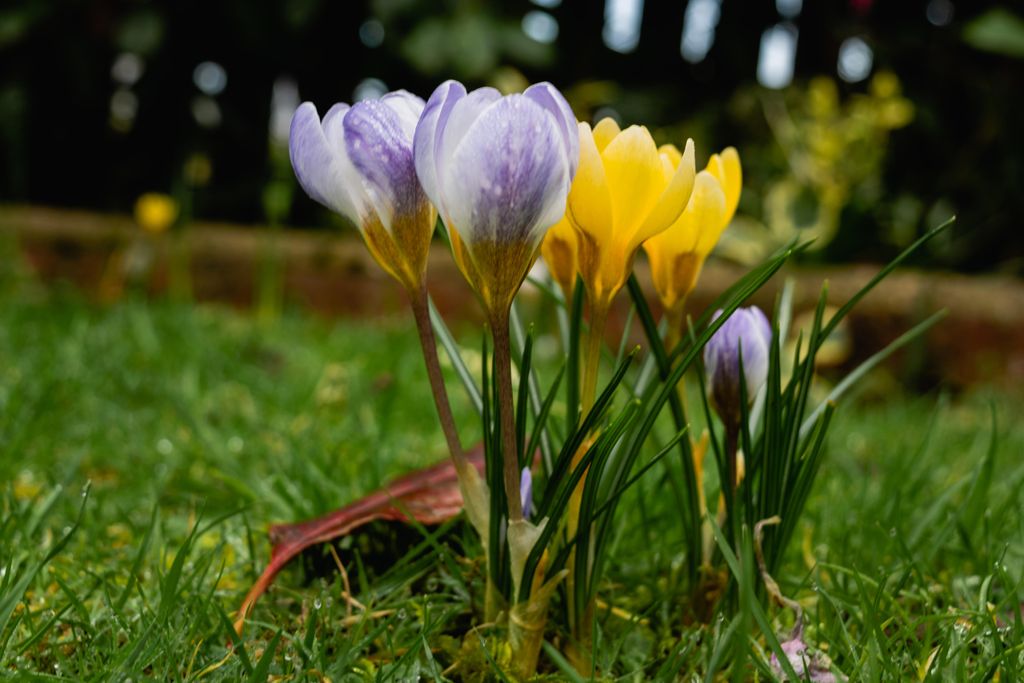 When and how to plant crocus bulbs for colourful spring displays