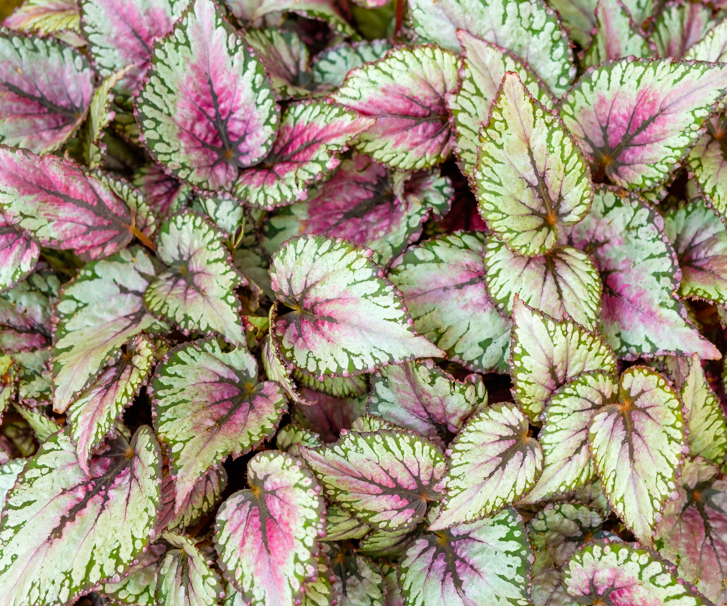 rex begonia plant in detail showing pale green and pink and burgundy leaves