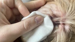 A cotton pad drying excess ear cleaning solution from a dog's ear