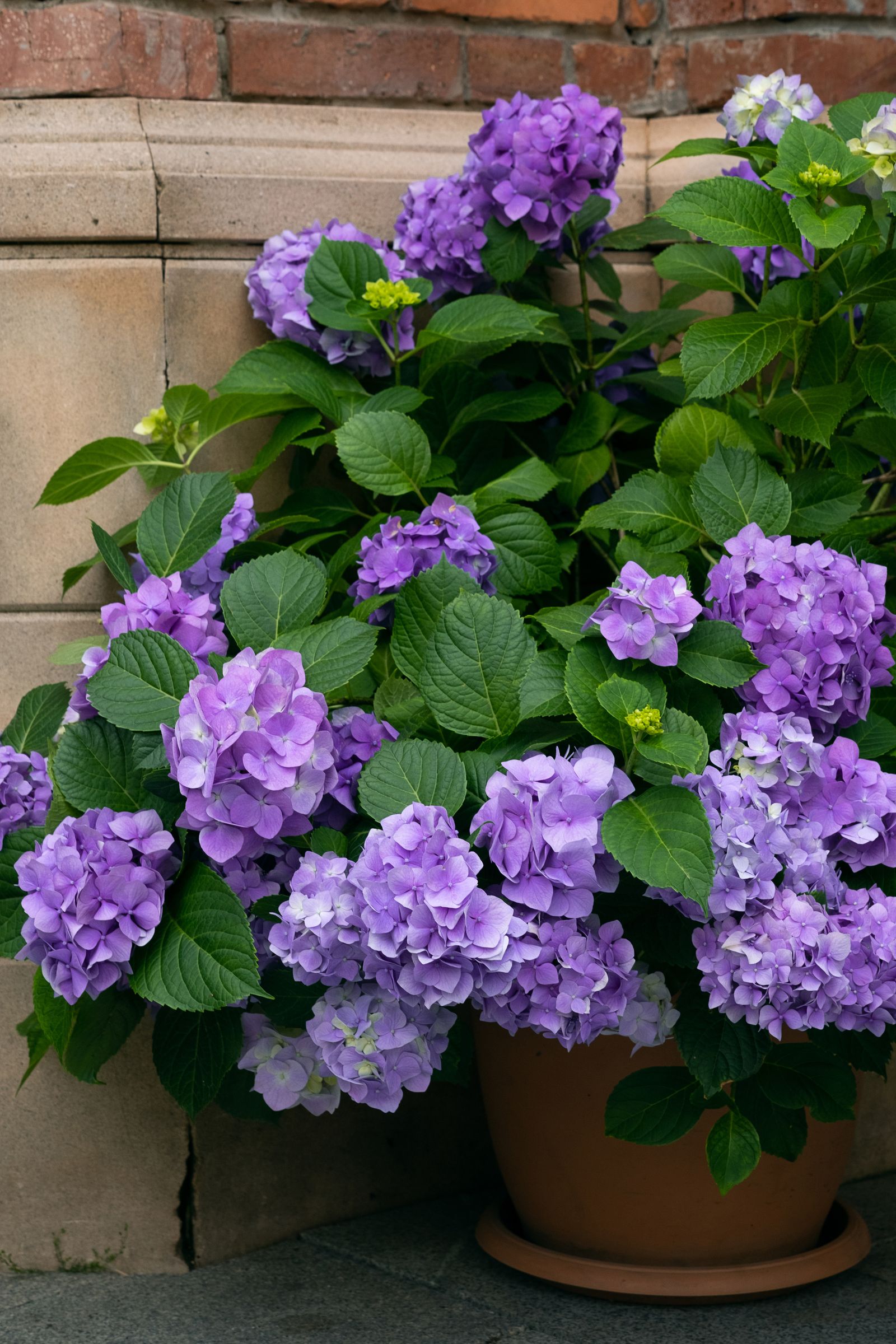 The best shrubs for containers 6 options perfect for pots Livingetc