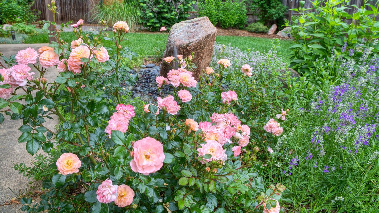 Knock Out Rainbow roses in garden