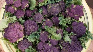 how to grow winter brassicas: purple sprouting at harvest