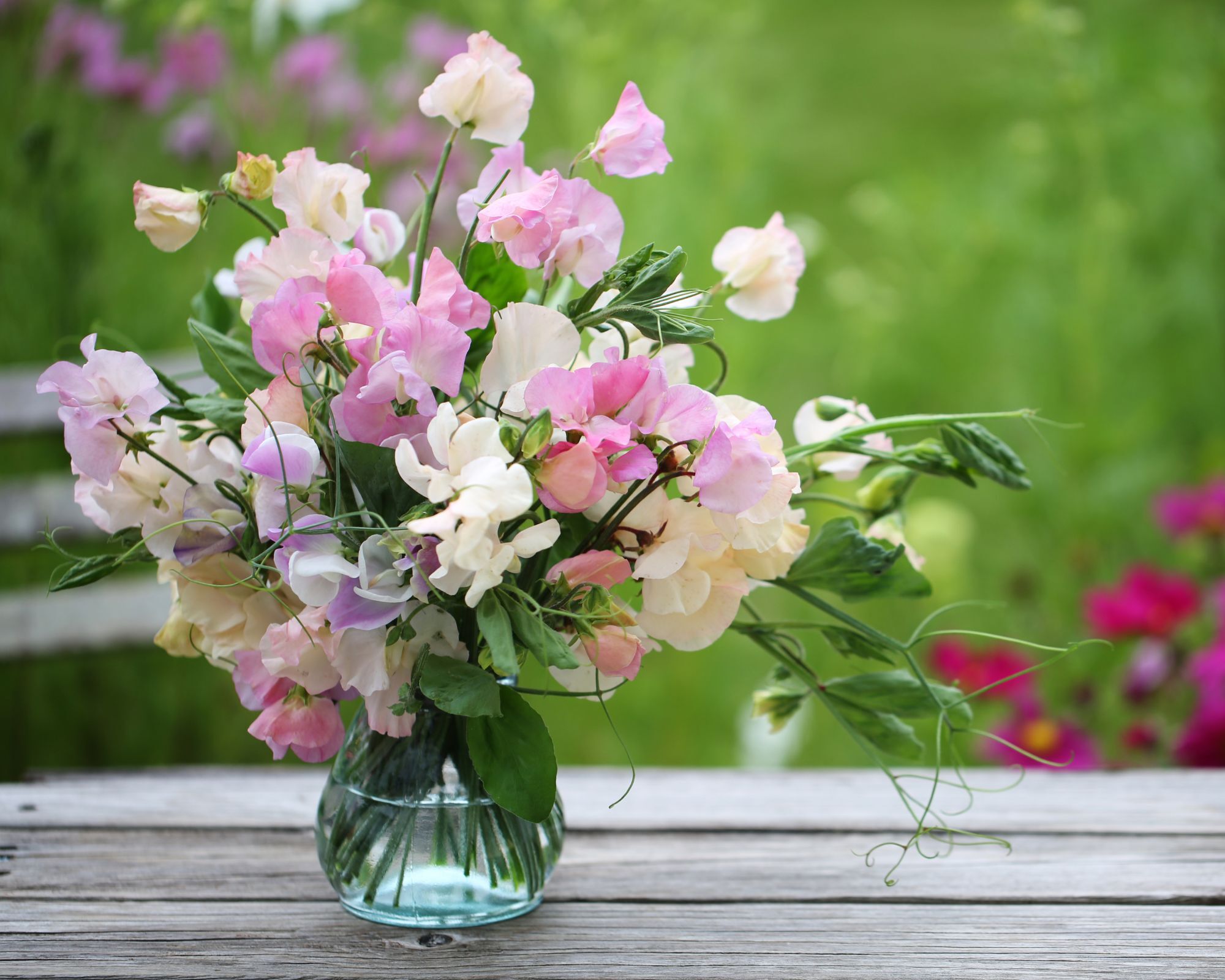 Cut sweet pea flowers in a glass vase