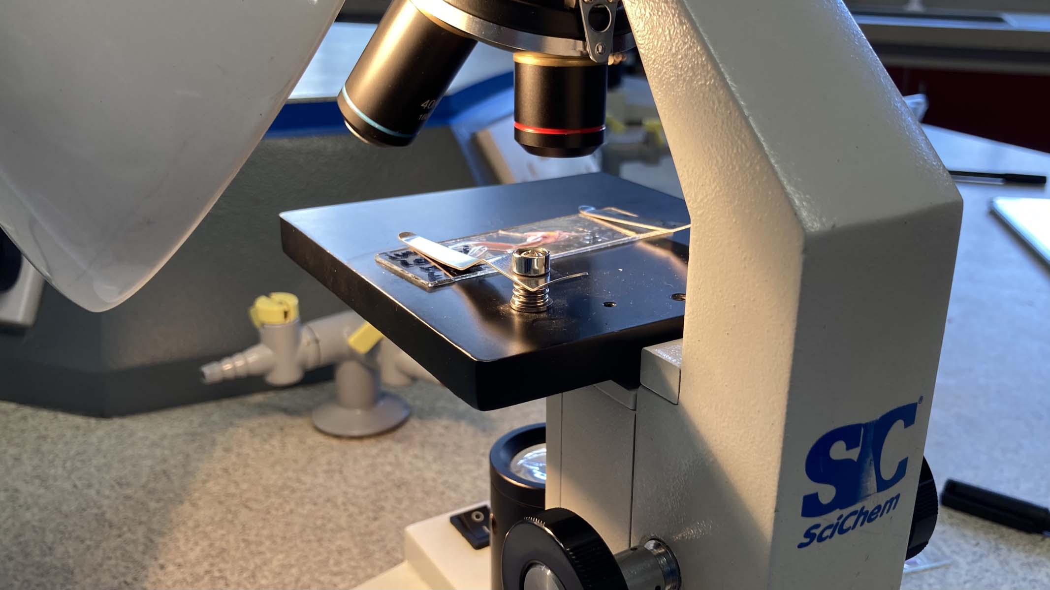 photographing a microscope specimen