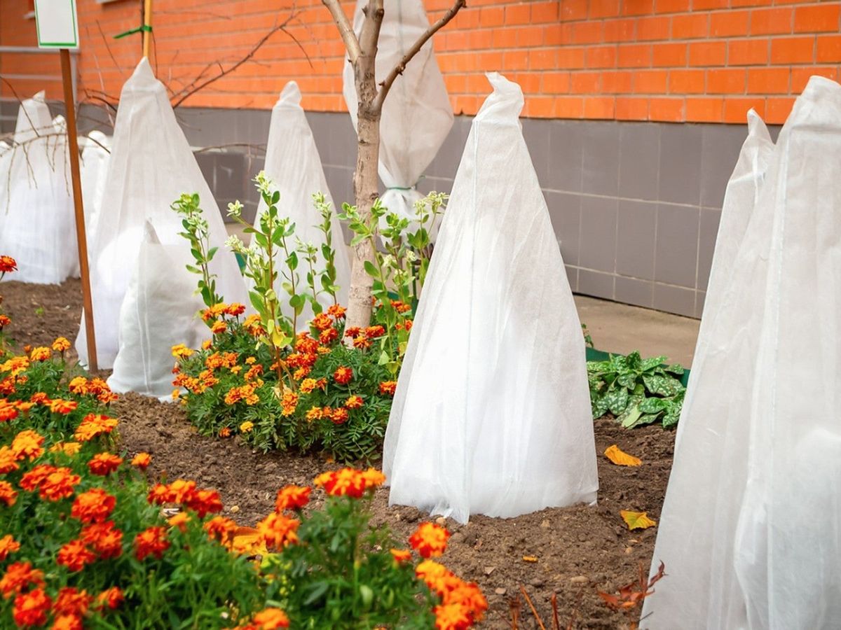 5 Ways to Protect Your Garden this Winter – Southern Living Plants