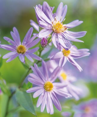 Lilac purple aster flowers