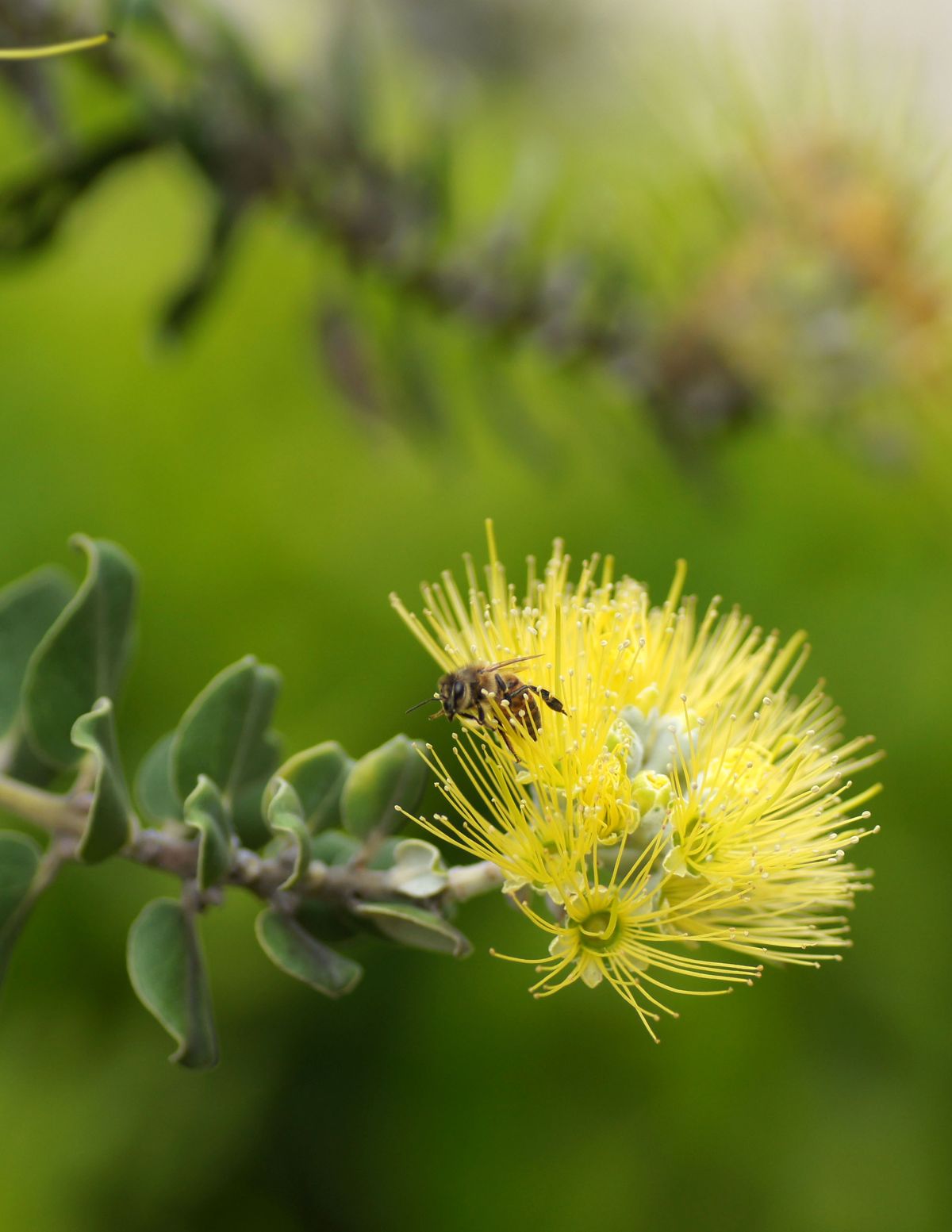 A honeybee on a Lehua blossom from the native Hawaiian tree &quot;Ohi&#039;a&quot; 