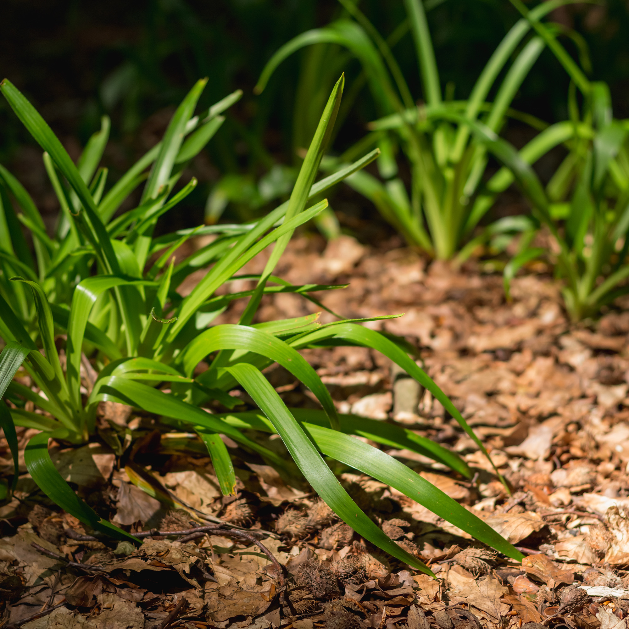 agapanthus plant surrounded by wood chip mulch