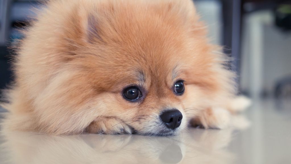 what do pomeranians die from