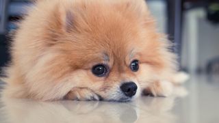 Stock photo of Pomeranian 