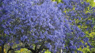 Jacaranda tree in full bloom