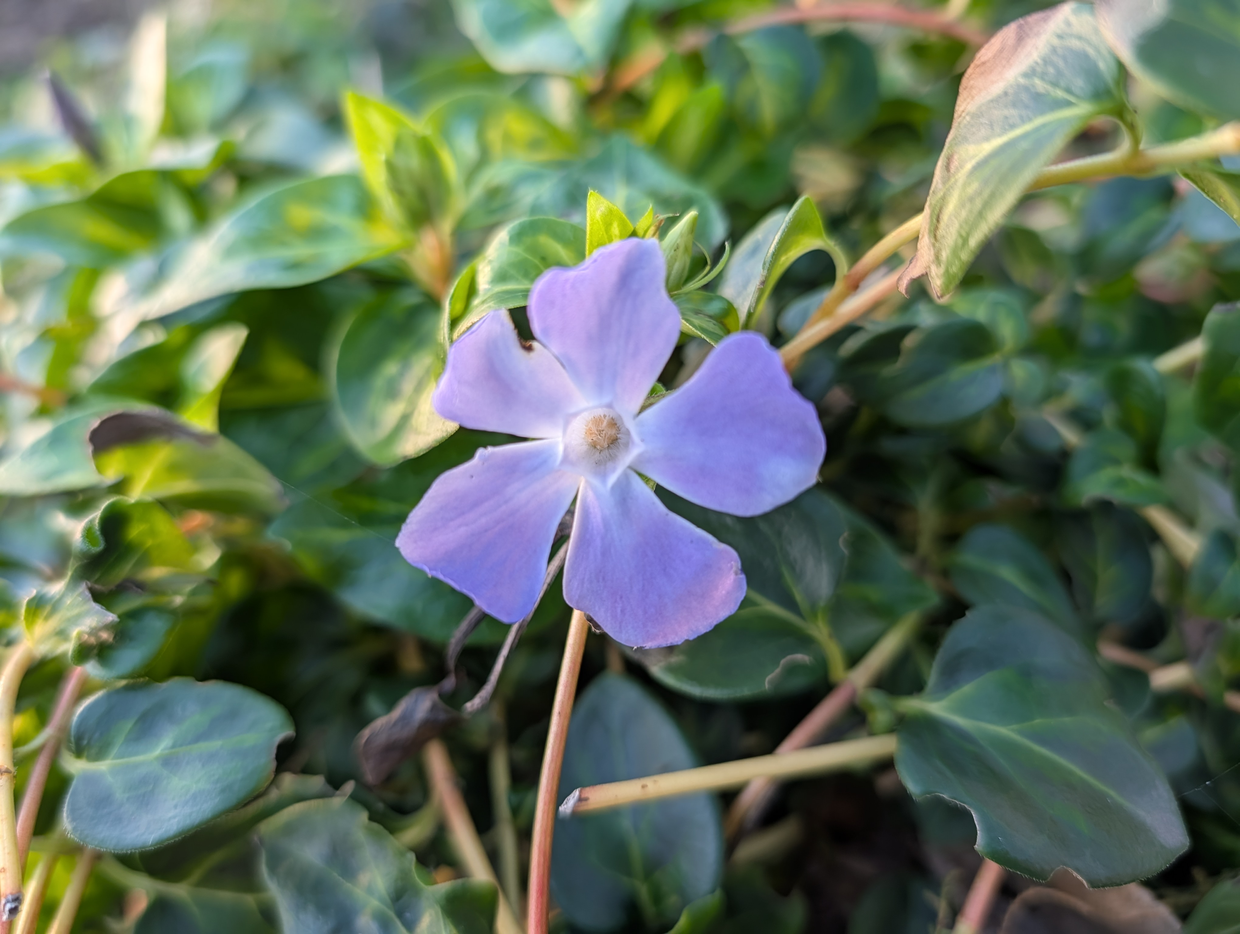 Google Pixel 10 Pro camera sample macro main