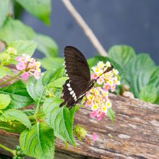 Black and white butterfly sits on small pink flowers