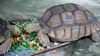 Tortoise eating vegetables