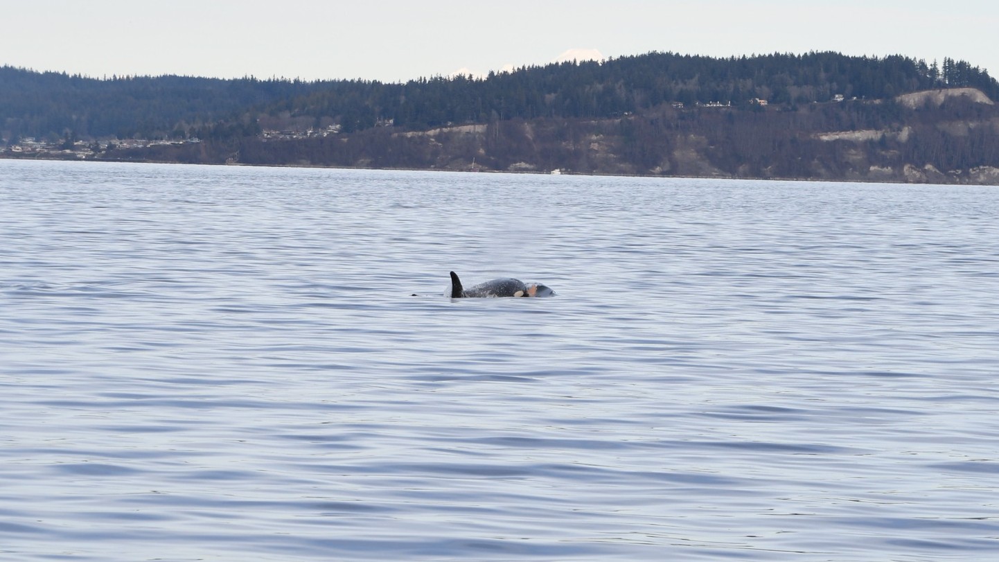 A whale and its baby in the water near land with evergreen trees in the Pacific Northwest.