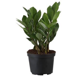 A ZZ plant in a black plastic grow pot against a white background