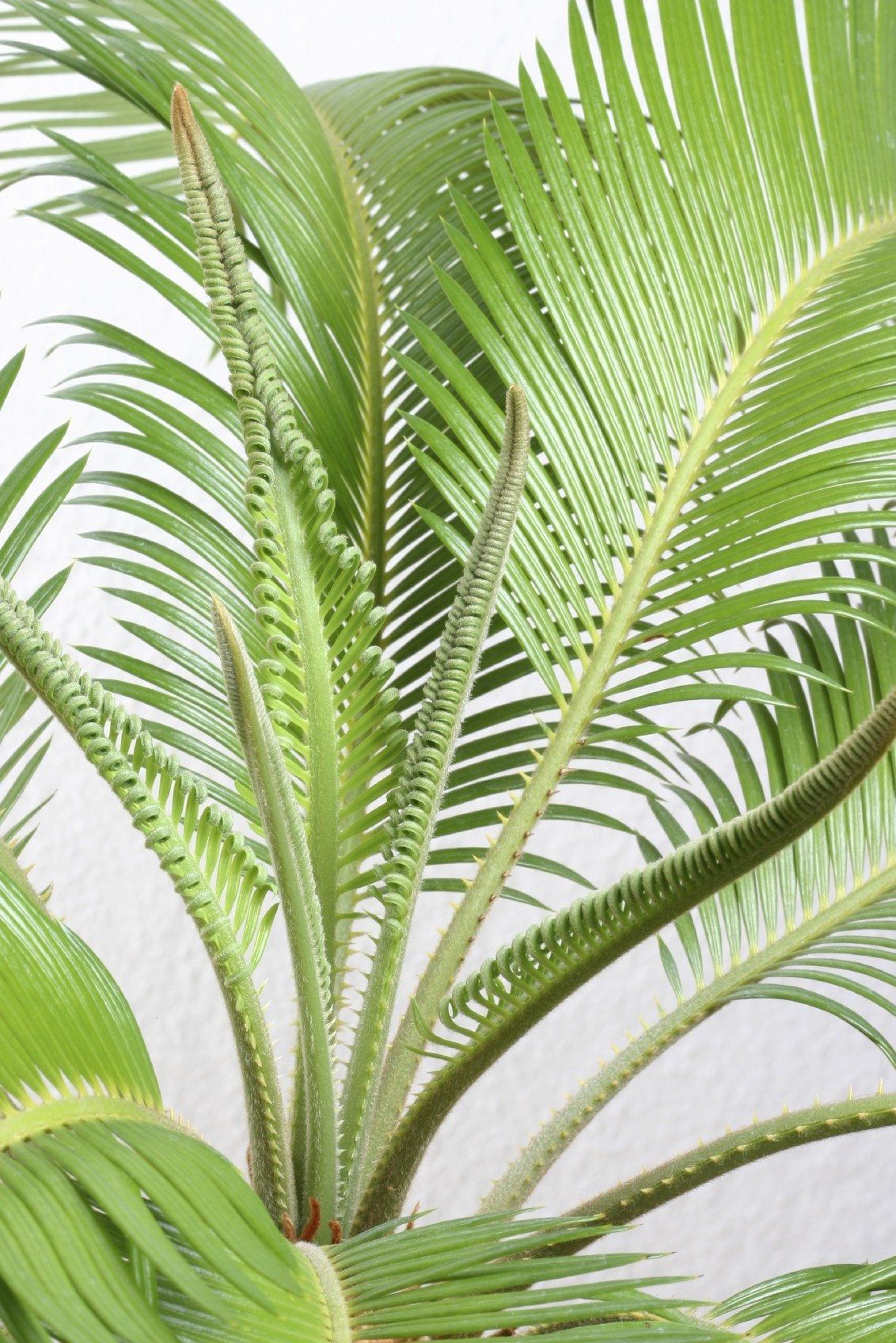 Sago Palm Leaves