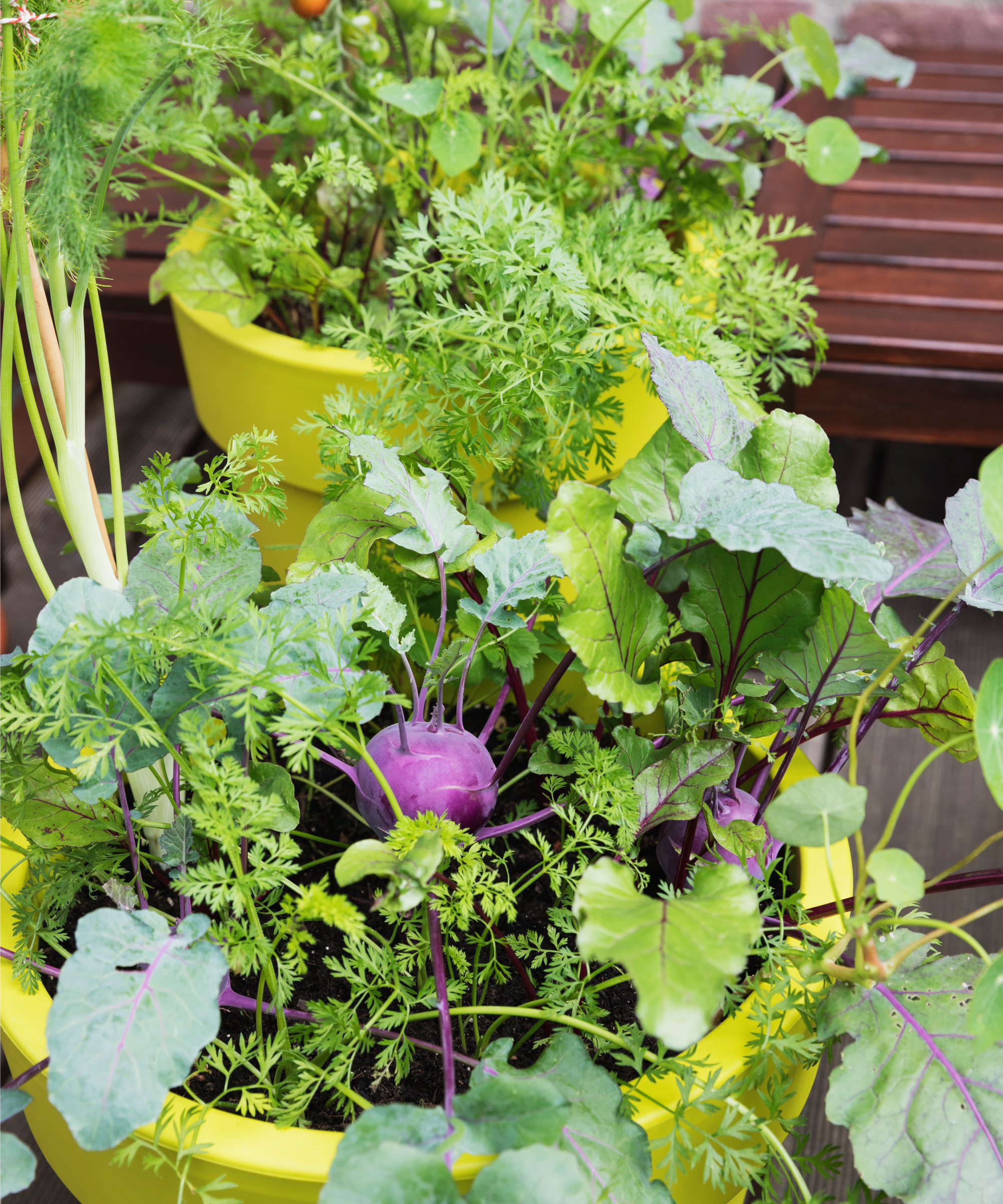 Carrots and kohlrabi in vegetable container combination