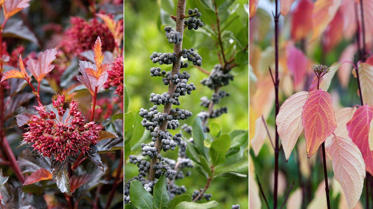 Best fall shrubs for privacy: 10 colorful choices