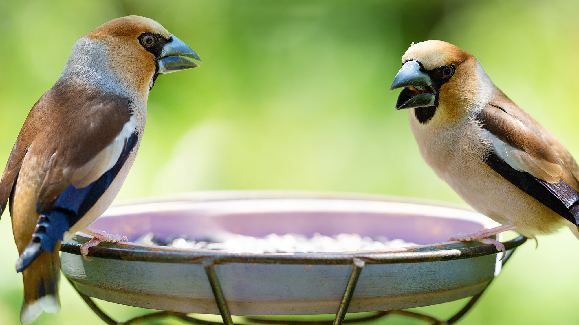 Hawfinches on bird feeder