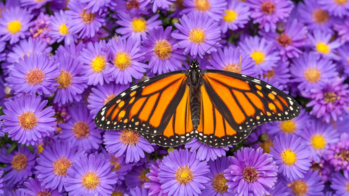 4 Late-Blooming Flowers That Support Migrating Butterflies – Plant Them Now Before Summer Ends & Monarchs Head South