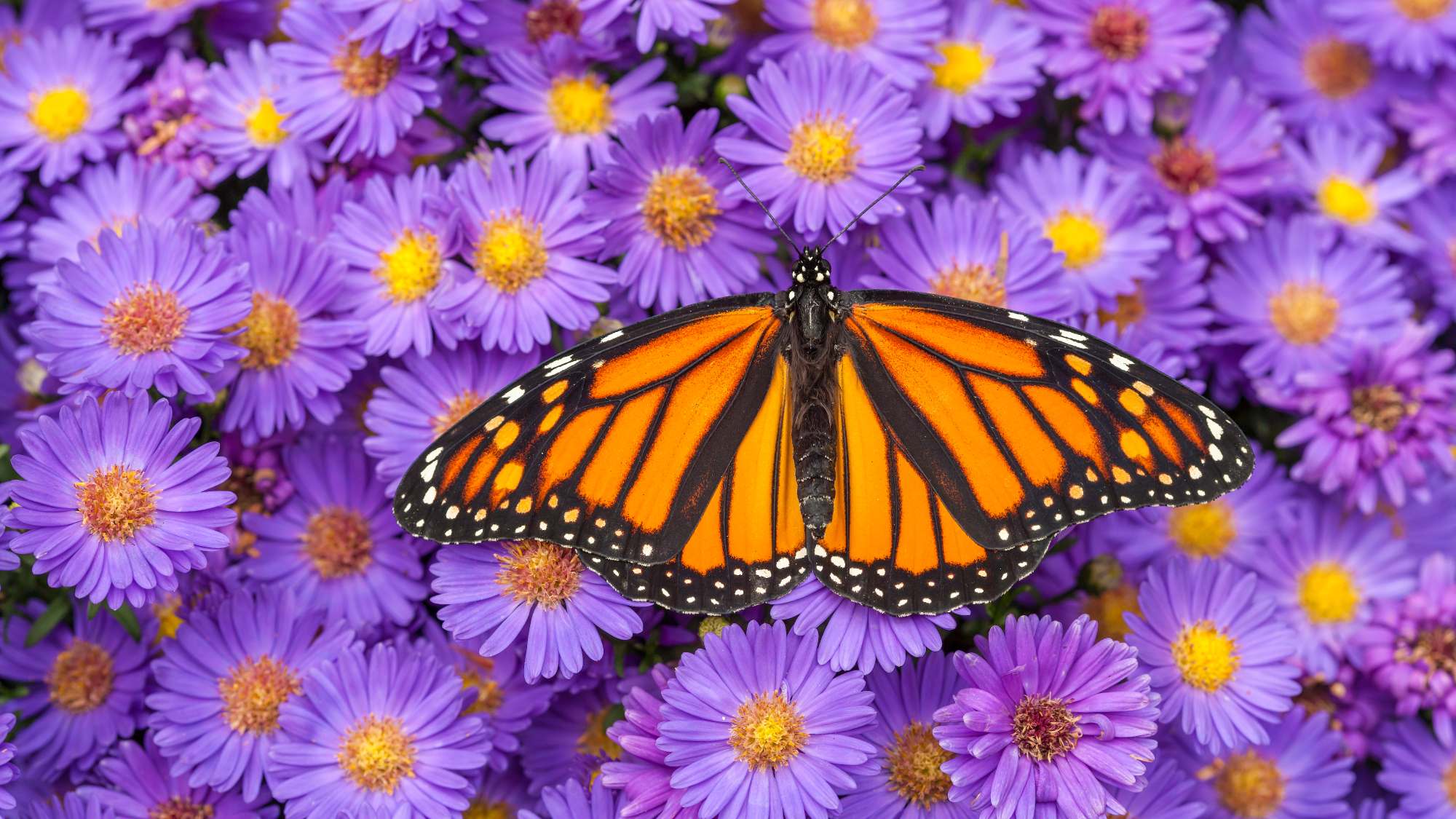 monarch butterfly on asters