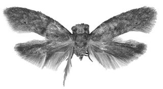 star wars, species, names, chewbacca moth