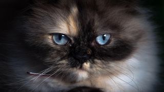 Blue eyes on persian cat