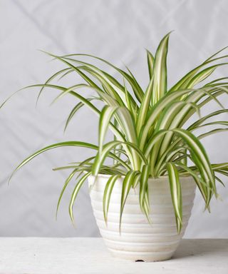 spider plant in a white pot against a light gray wall