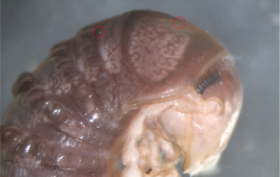 Two white dots (circled in red) are actually a new species of parasitic fungus that lives on American millipedes