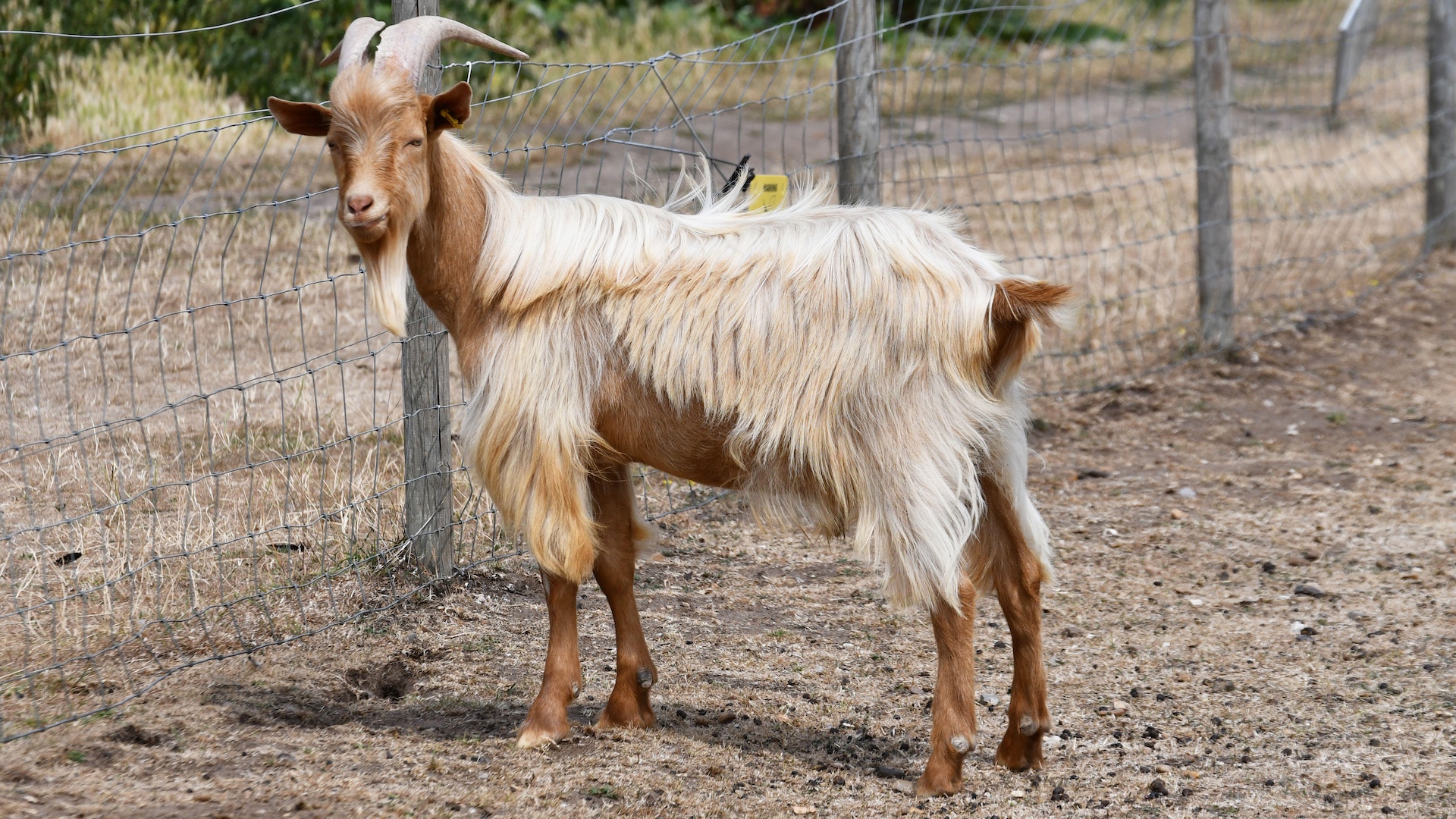 Rare breed goat, golden guernsey